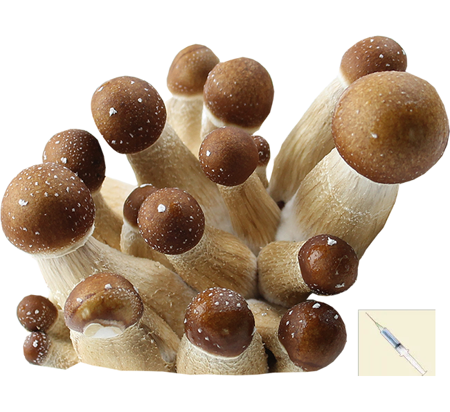 Psilocybe Cubensis Golden Teacher Spores Syringe